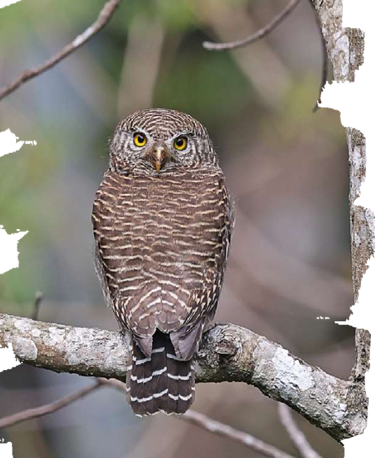 Asian Barred Owlet